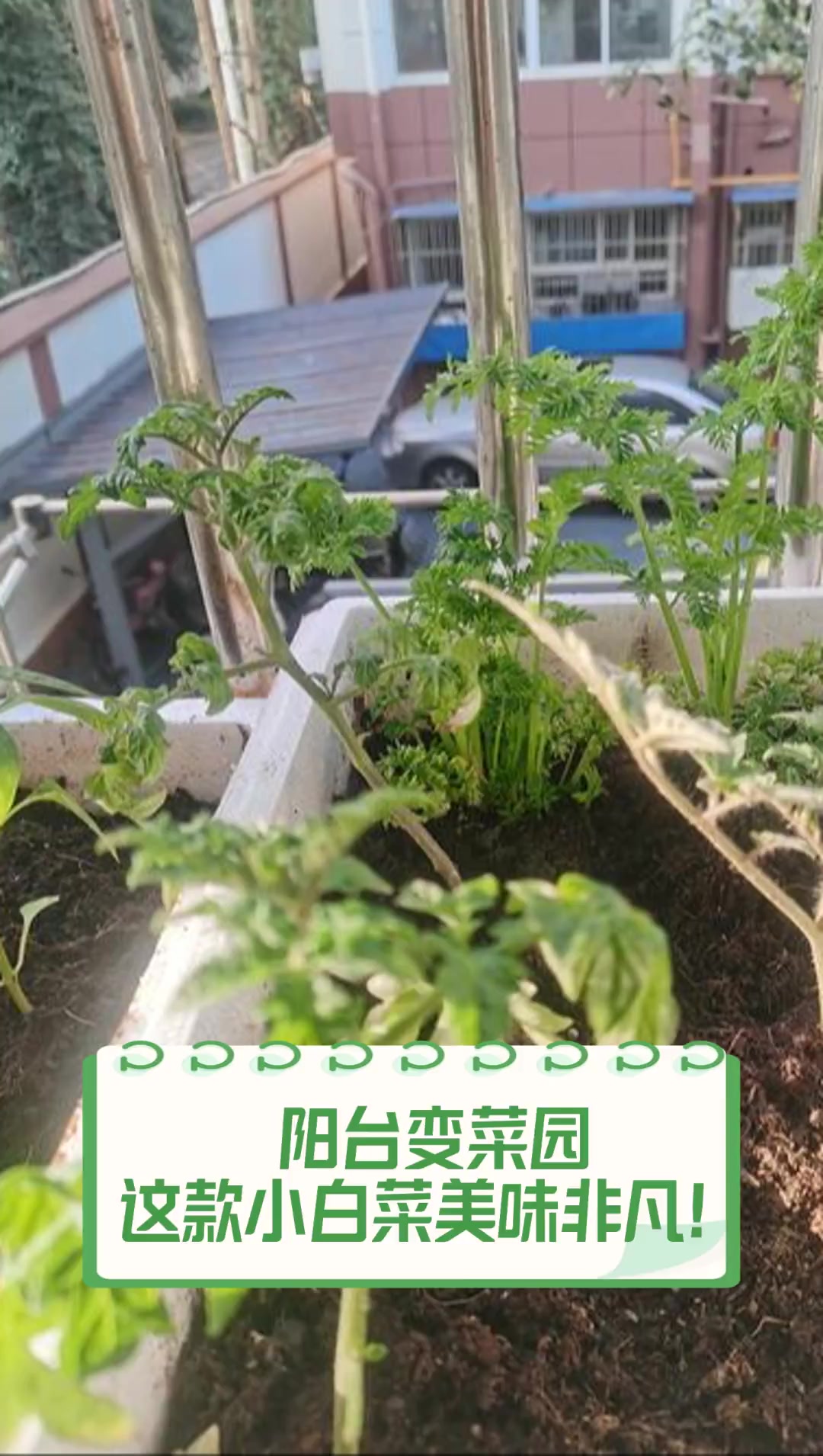 阳台变菜园,这款小白菜美味非凡!
