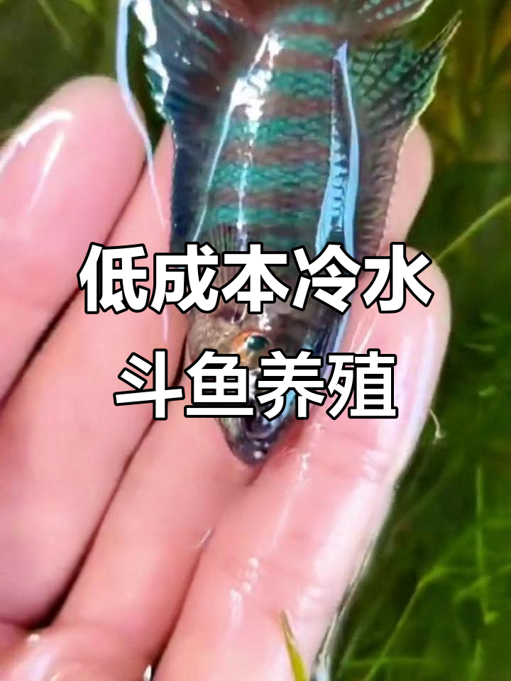冷水斗鱼轻松养,家里有容器就能繁殖