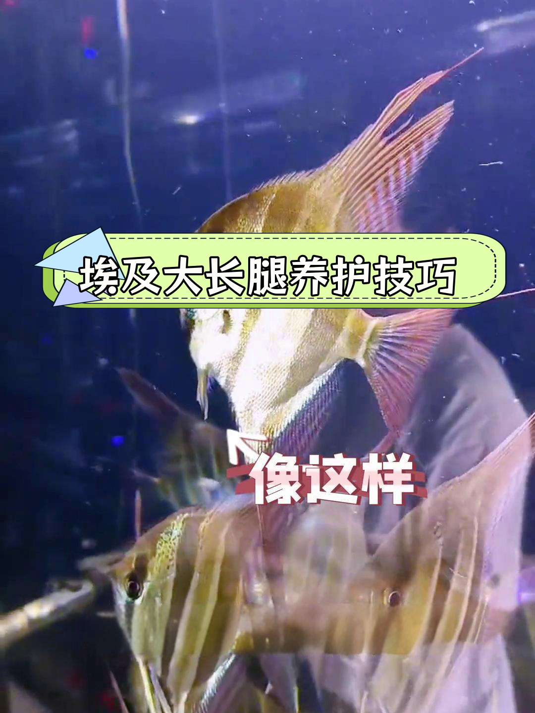 如何养出埃及神仙鱼的大长腿