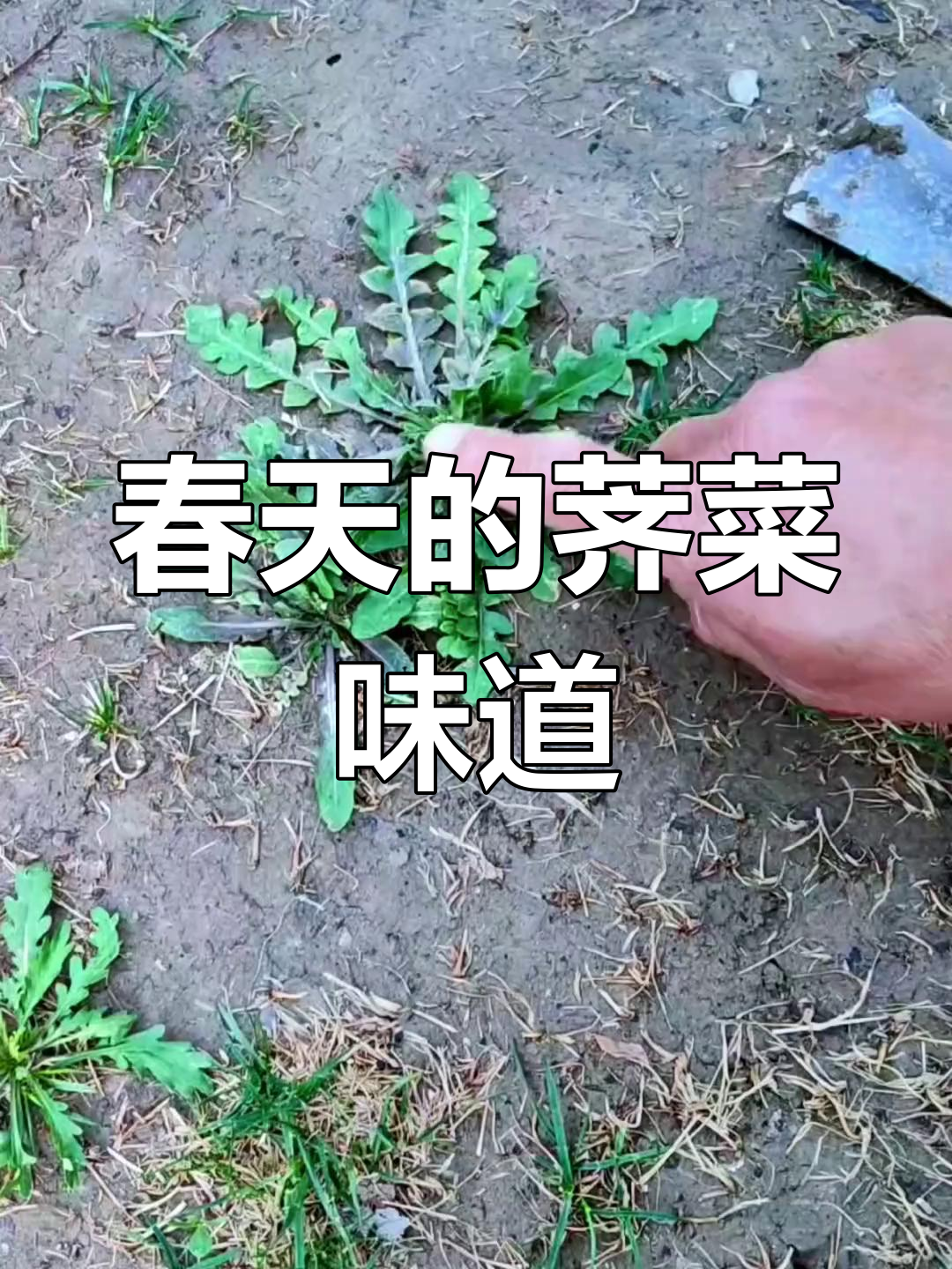 春天不吃荠菜太可惜,教你如何识别并享受它的美味