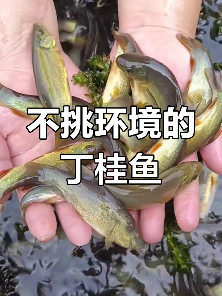 适应力超强的丁桂鱼