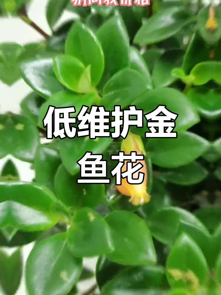 金鱼花:低养护高回报,室内必备花卉