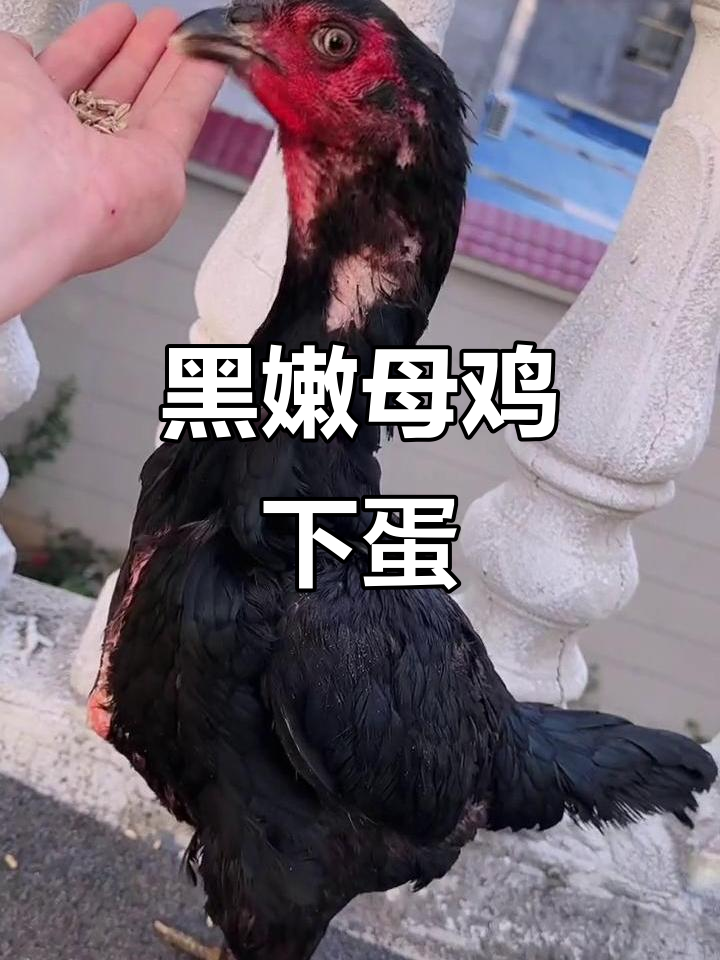 完美骨架黑嫩母鸡,正在下蛋中!