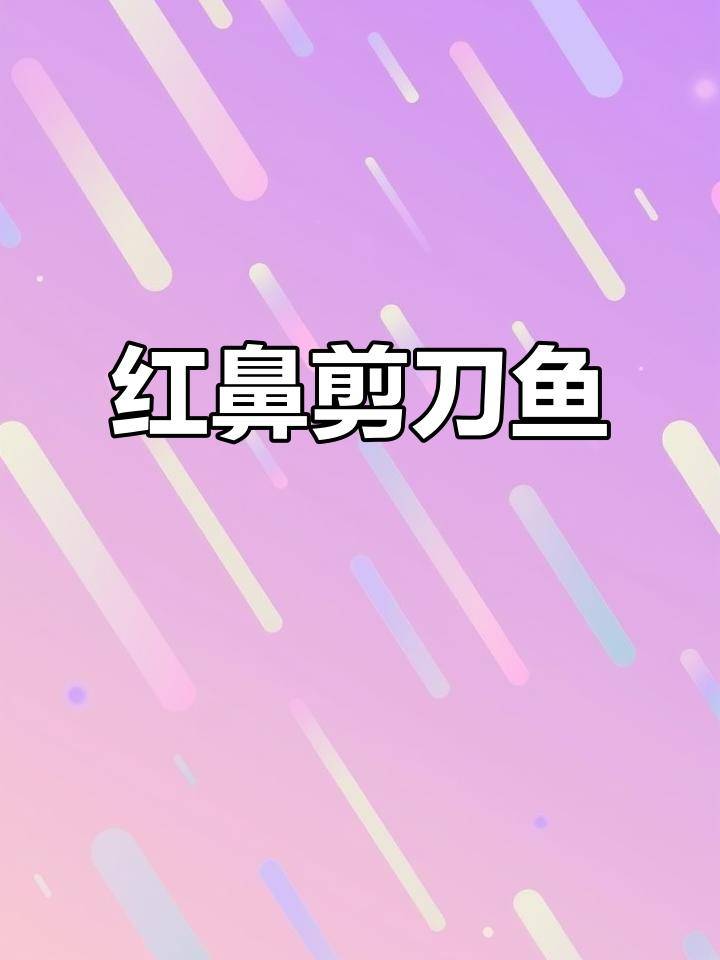 美丽红鼻剪刀鱼,适合新手养殖,来自台湾的优质冷水鱼