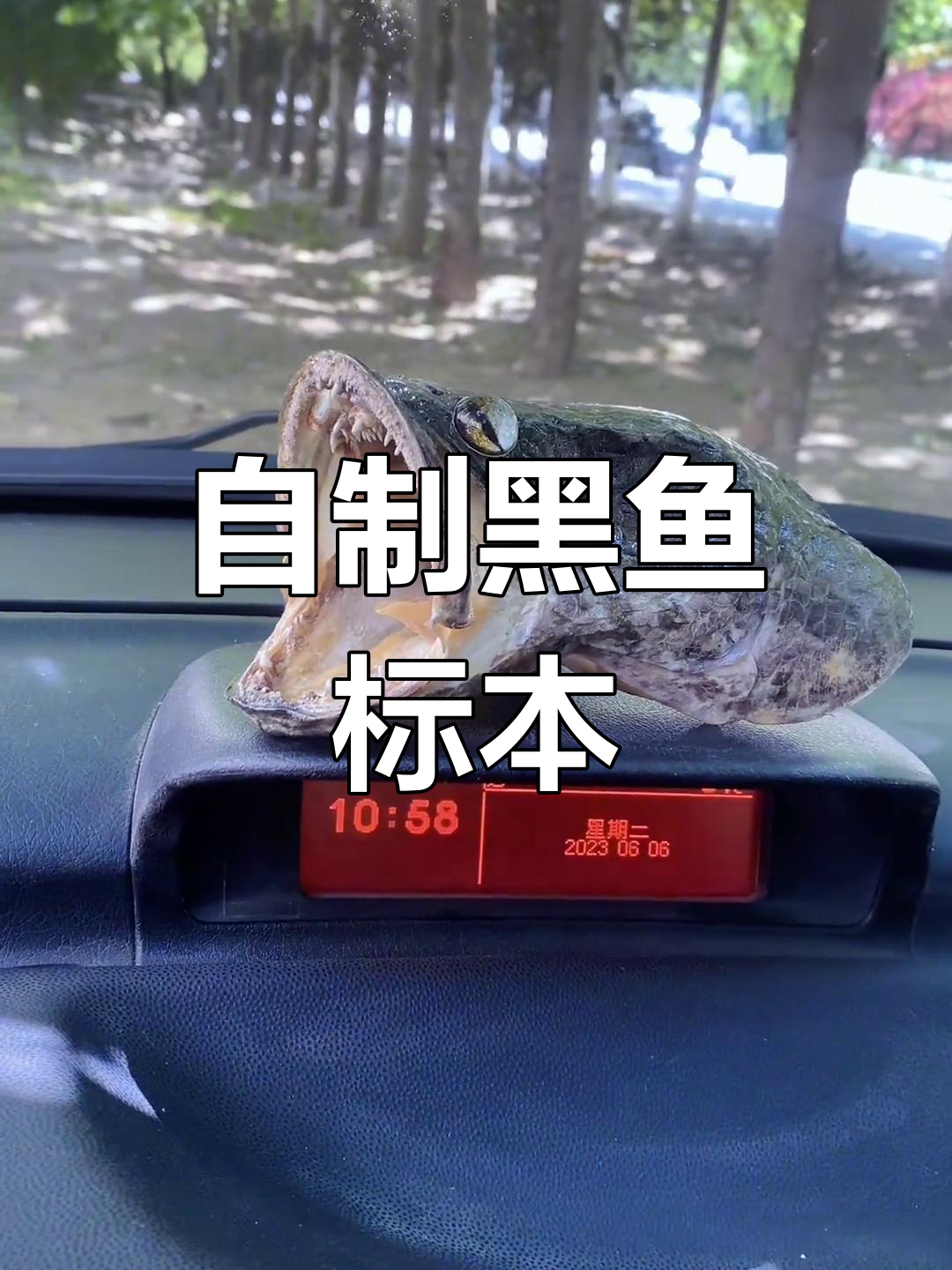 黑鱼标本制作全攻略,轻松学会