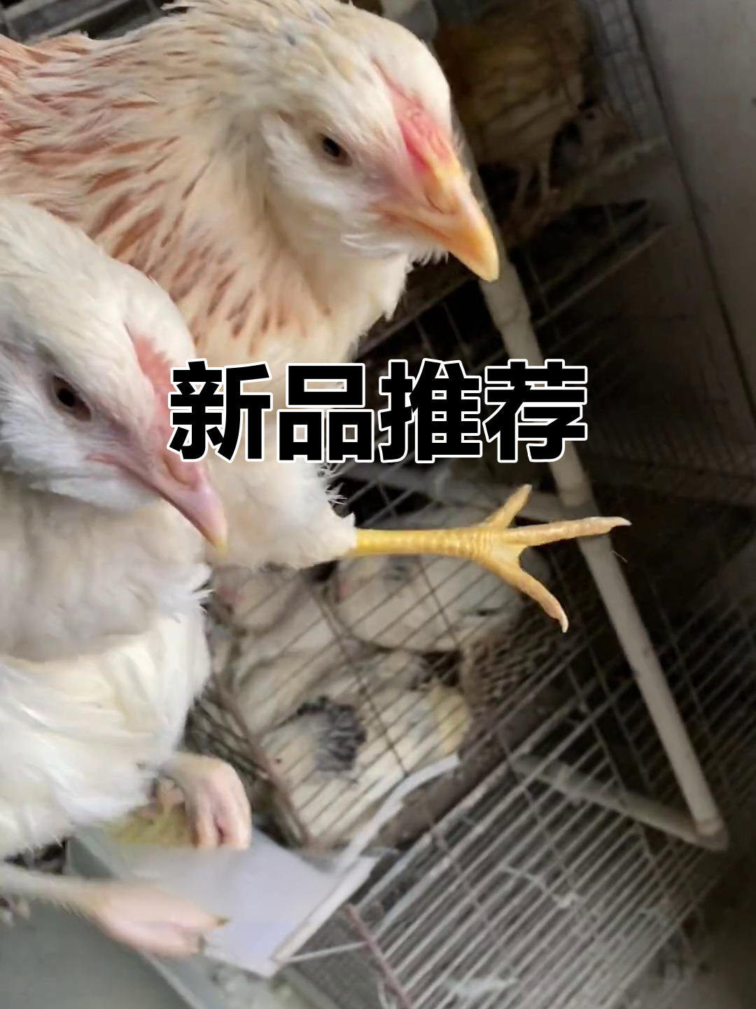 2023新品种,种蛋鸡苗全覆盖,养殖必备!