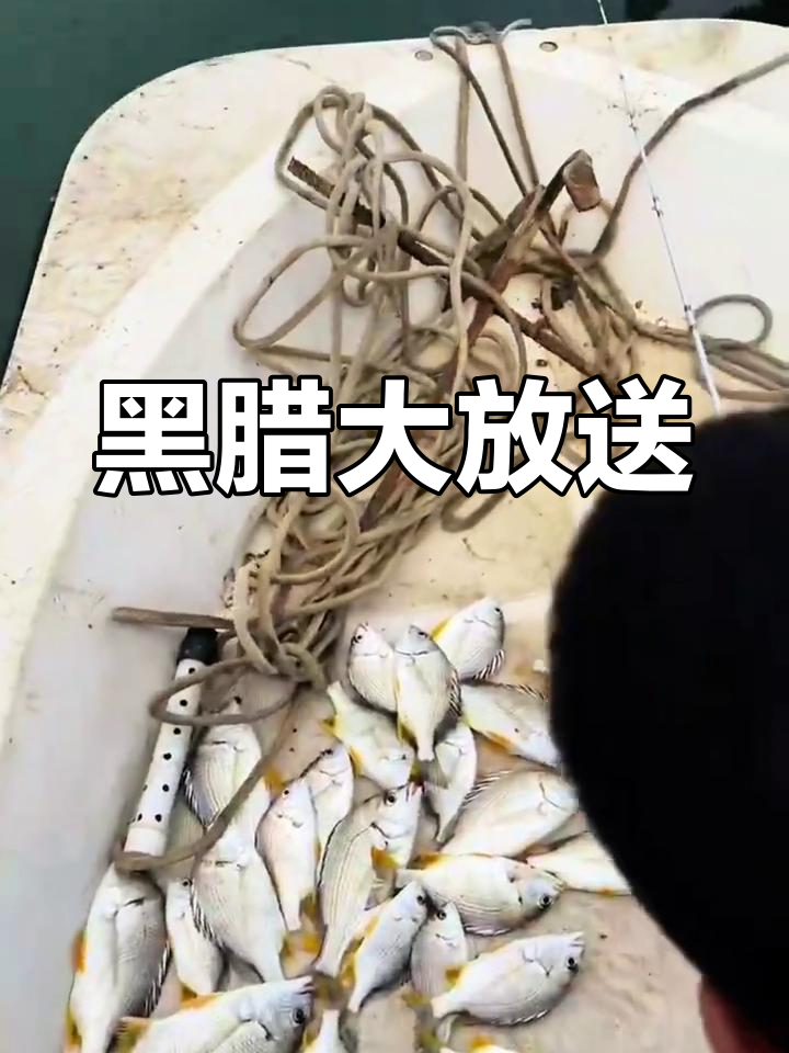 今天全是黄脚,找到一条黑腊就全送了!