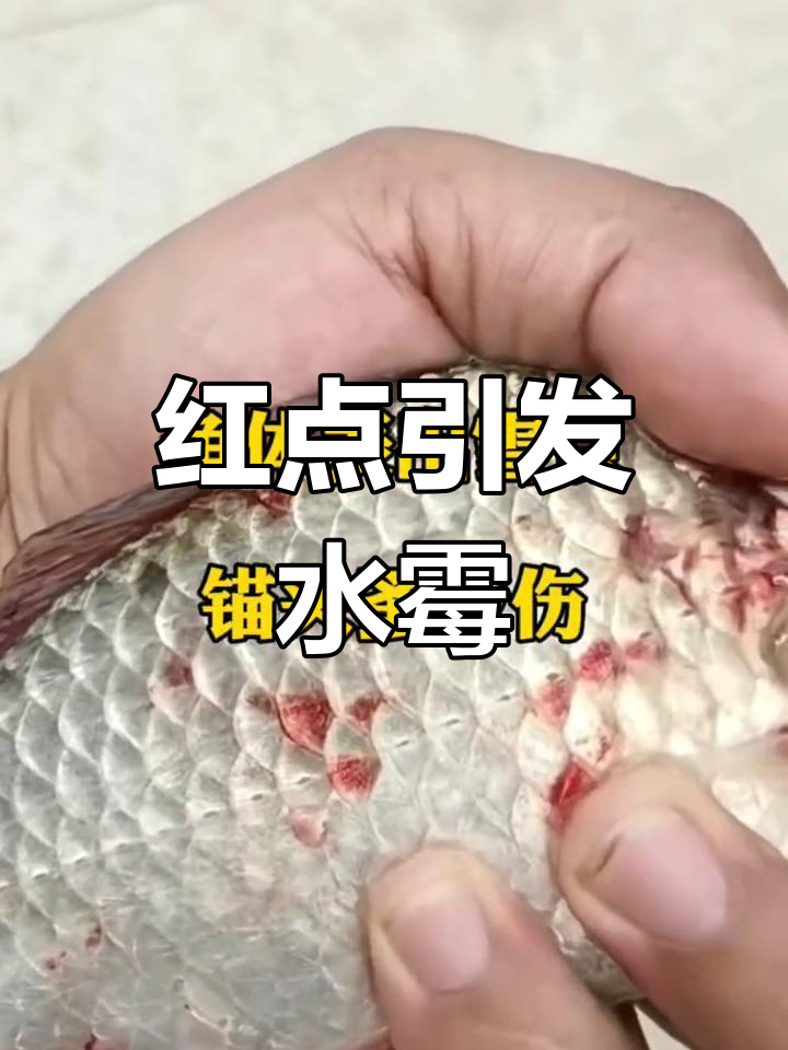 鲫鱼身上红点警示水霉病