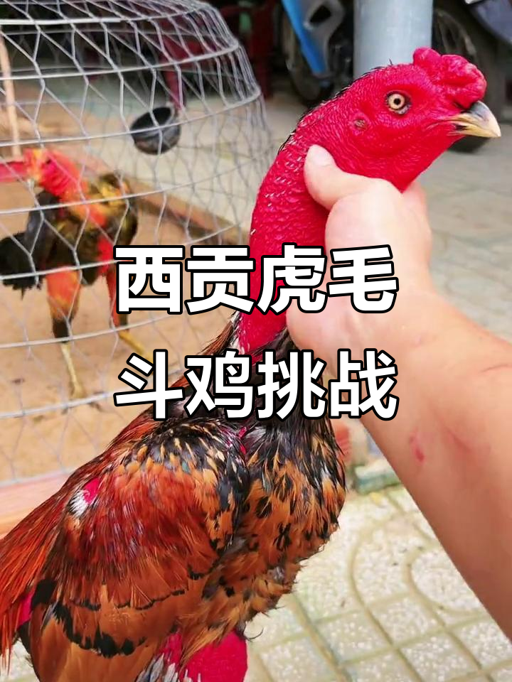 斗鸡场上的神奇动物,西贡虎毛挑战胸口碎大石