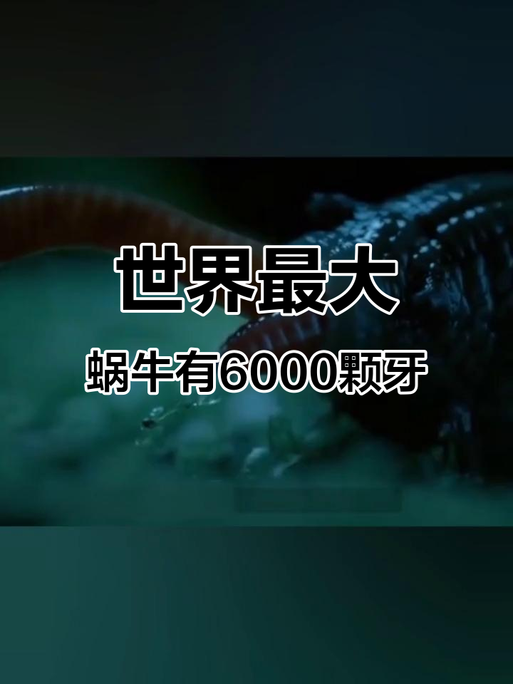 蜗牛竟是牙齿最多的动物,巨型食肉蜗牛六千颗牙吃蚯蚓