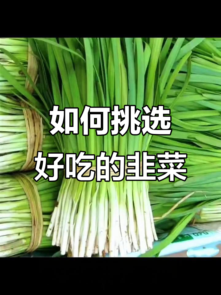 韭菜品种大揭秘:哪种最值得买,味道最佳?
