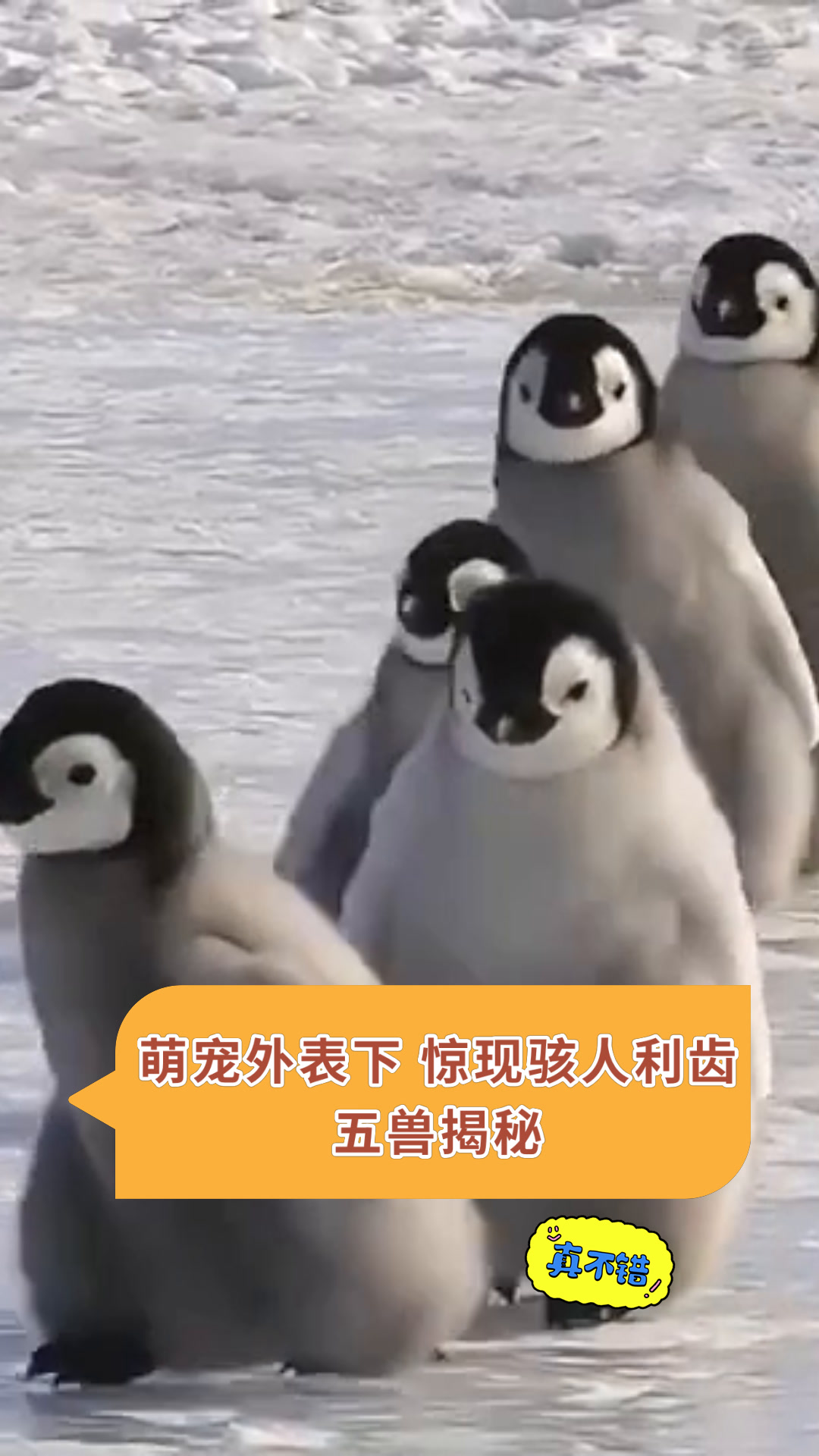萌宠外表下 惊现骇人利齿五兽揭秘