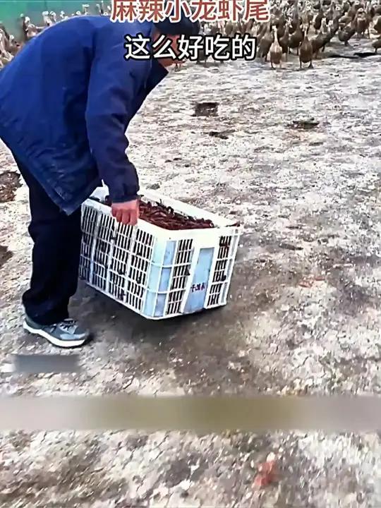 龙虾尾到手9盒