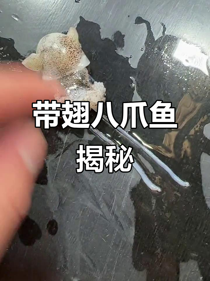 这是什么八爪鱼?带翅膀和籽,嘴像极了!