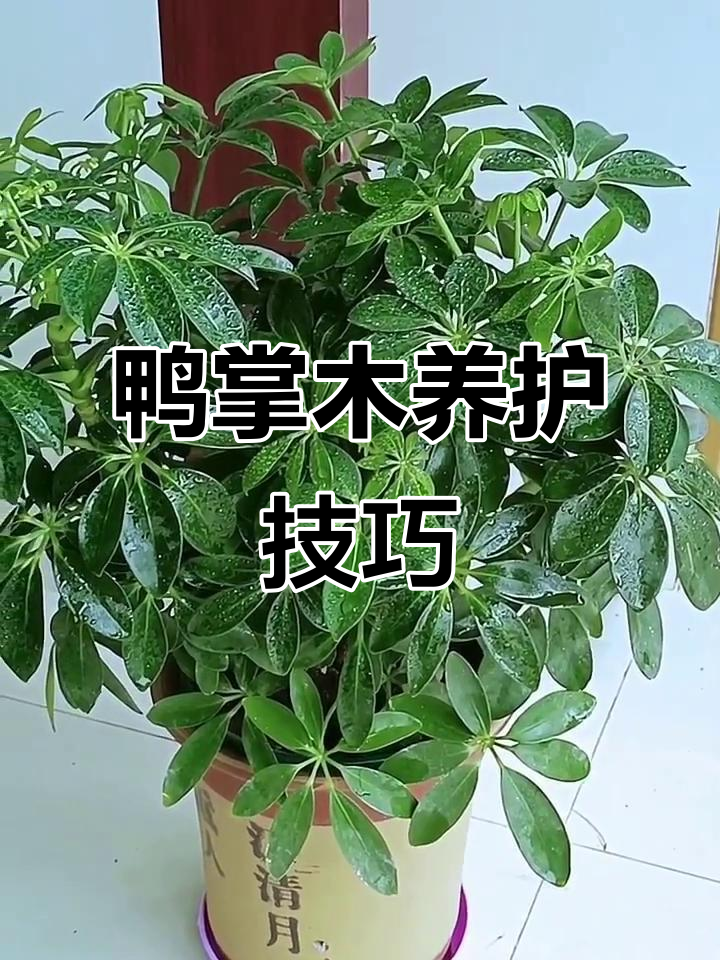 鸭掌木养护全攻略:光照、土壤与水分管理