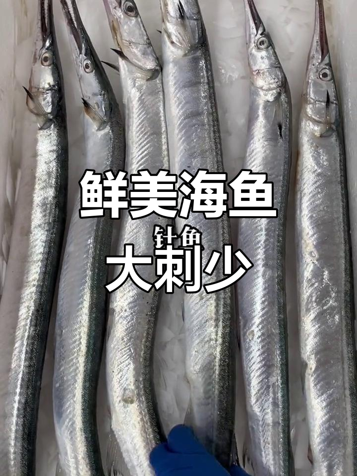 海鱼针鱼,蒜瓣肉无小刺,单条0.8斤到1斤