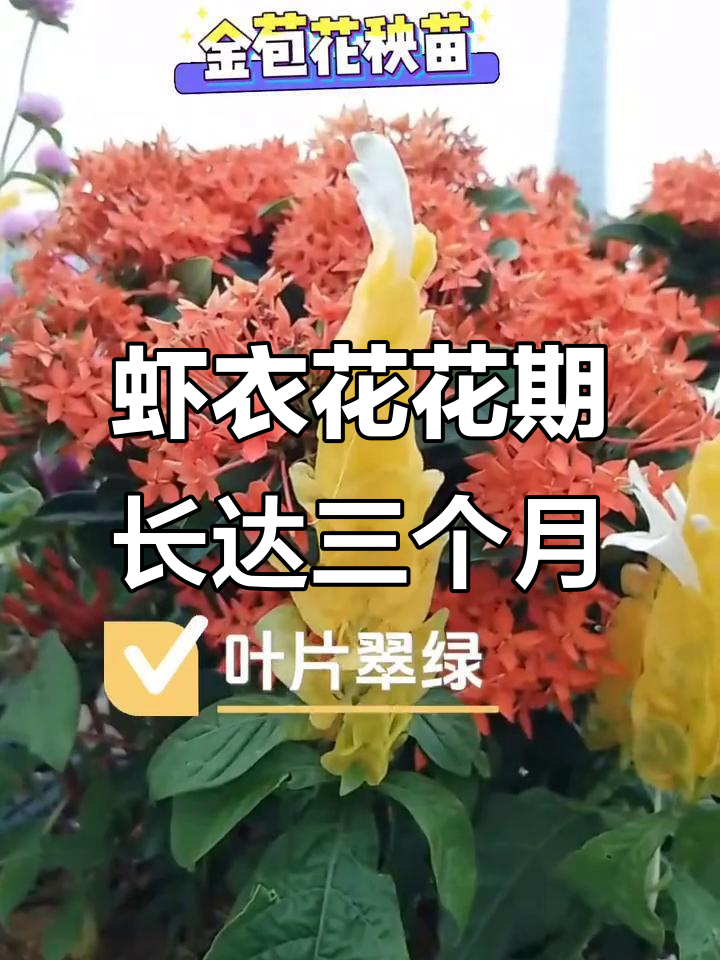 金苞花:美丽虾衣,花期长,养护技巧全揭秘
