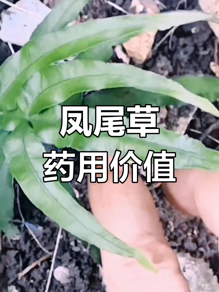 凤尾草的药用功效与生长环境
