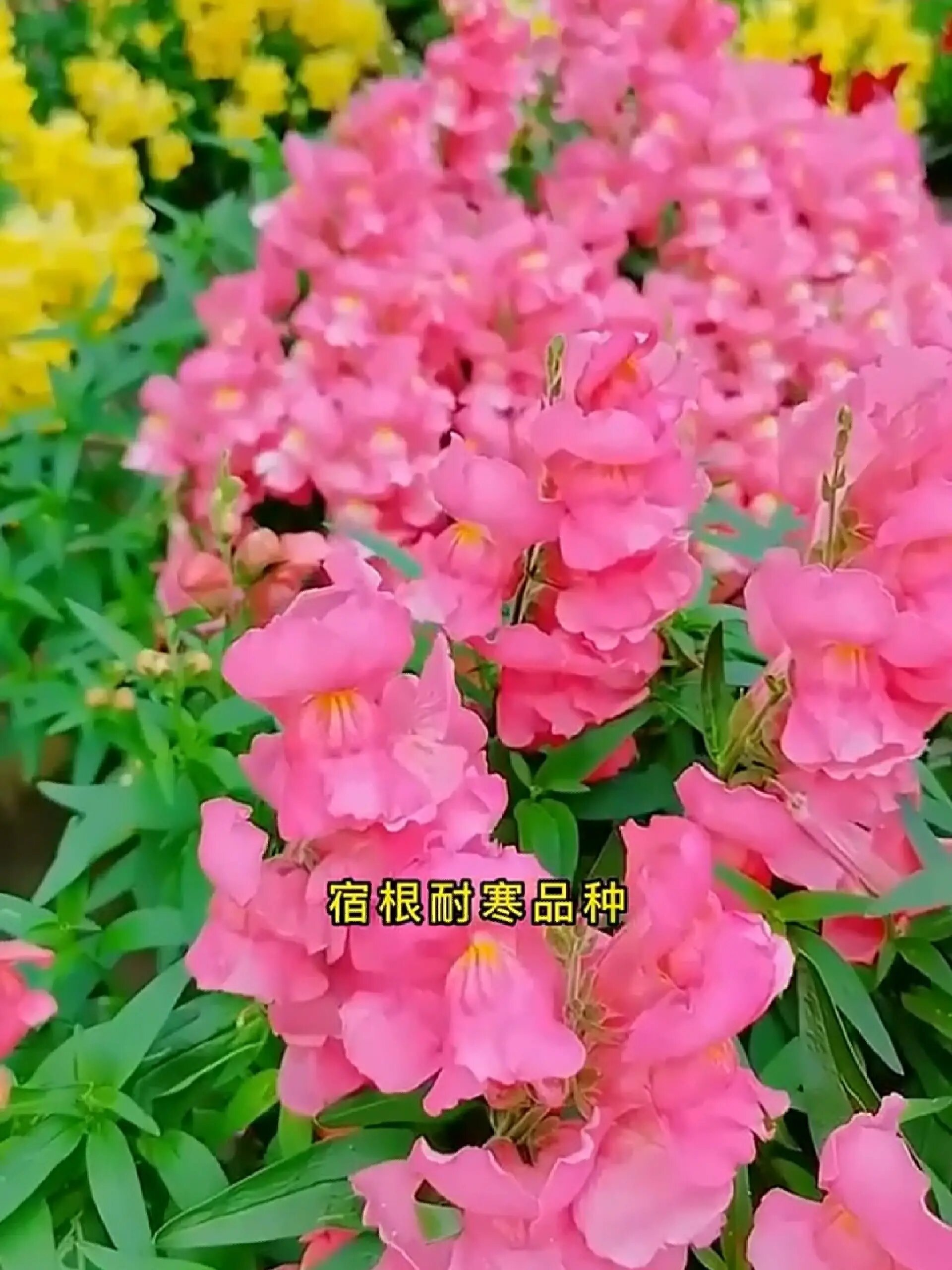 适合新手养的金鱼草,耐寒耐热,南方北方