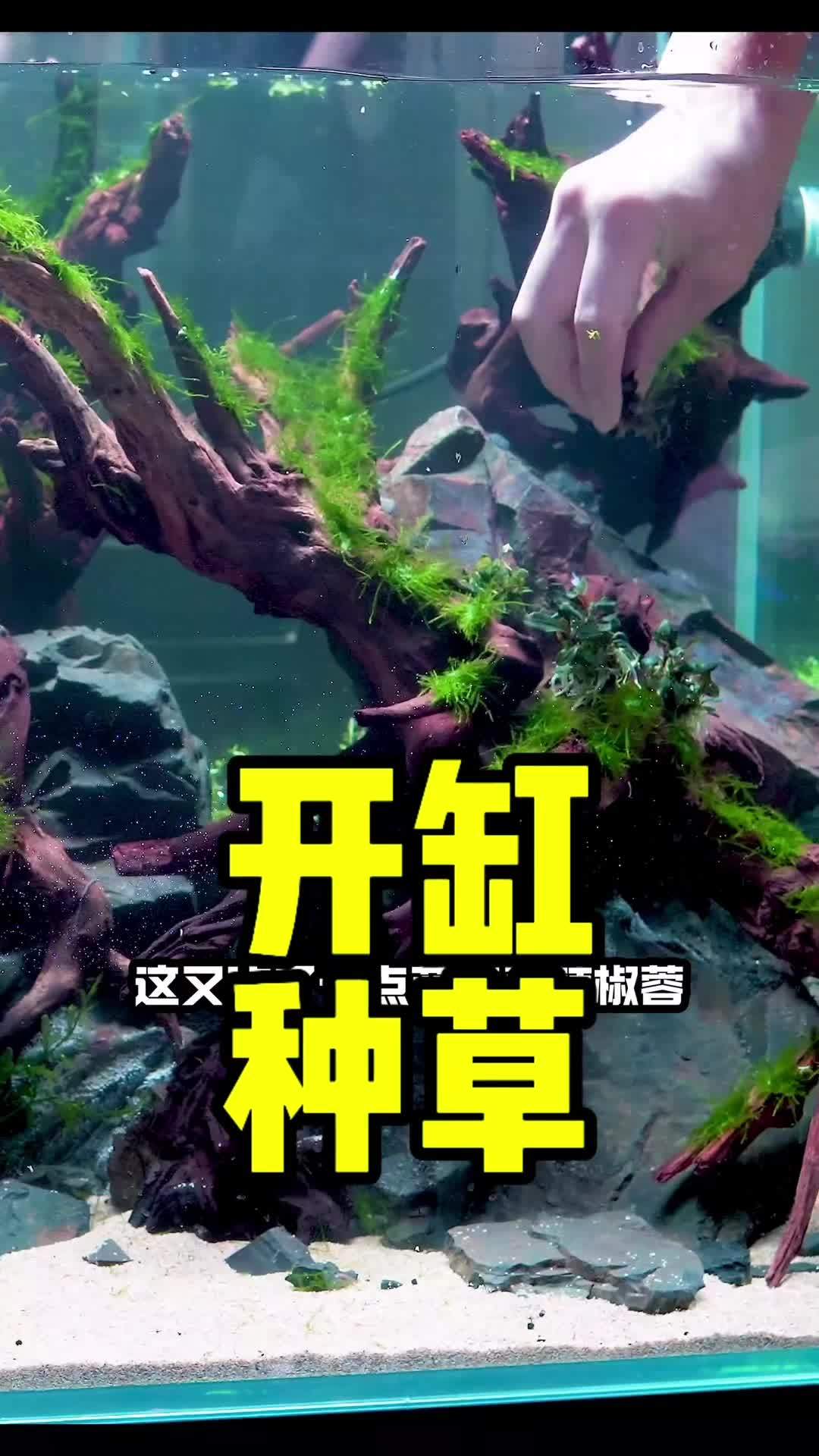开水草缸,怎么种水草?过程实录~ 水族 鱼缸里的大自然 养鱼 水草造景
