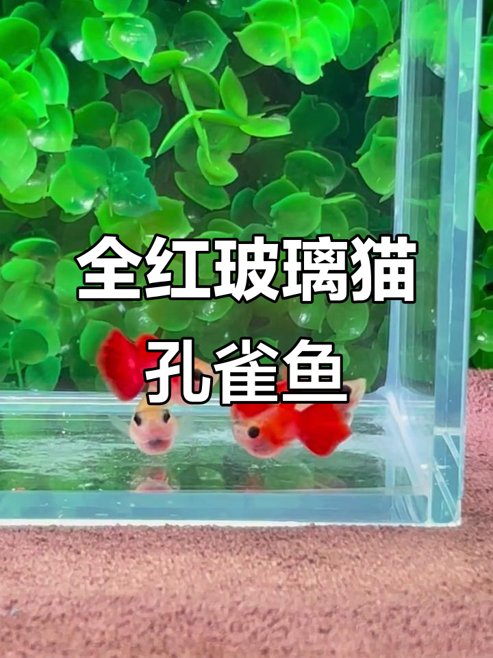 玻璃猫孔雀鱼:全红魅力,惊艳水族世界