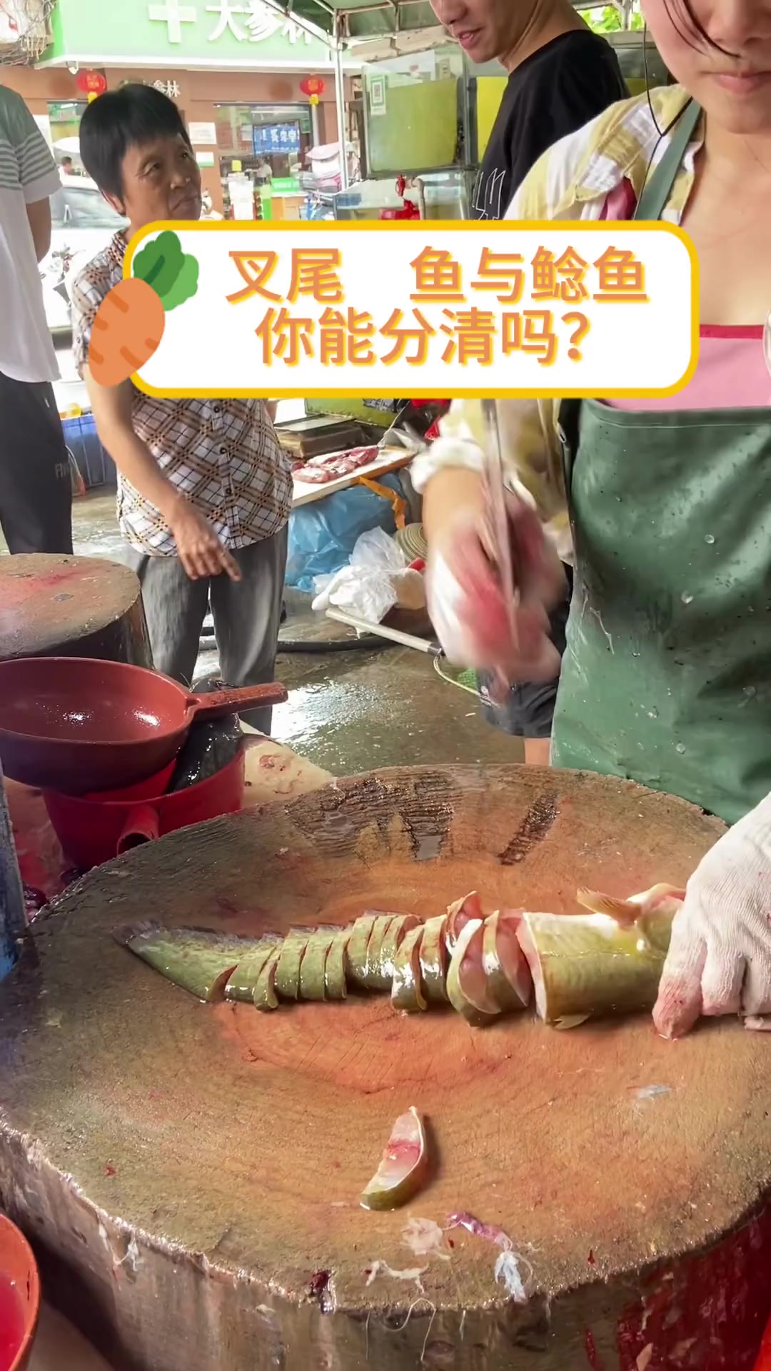 叉尾鱼与鲶鱼,你能分清吗?