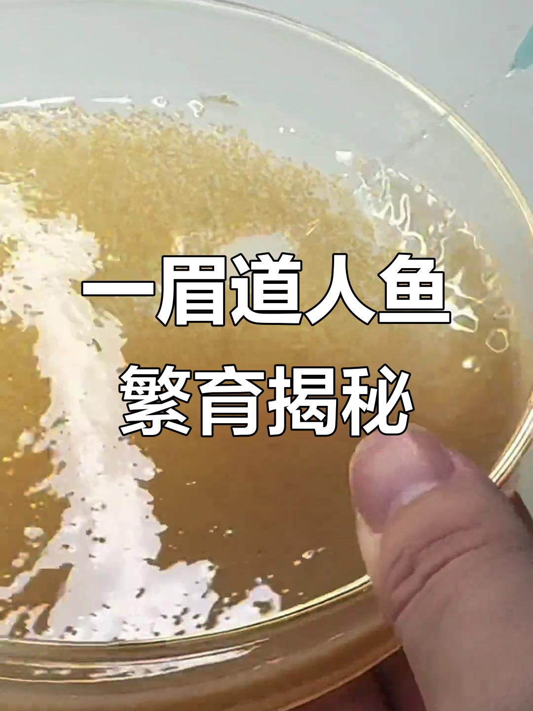 黄金一眉道人鱼的繁殖过程,热带鱼如何配对