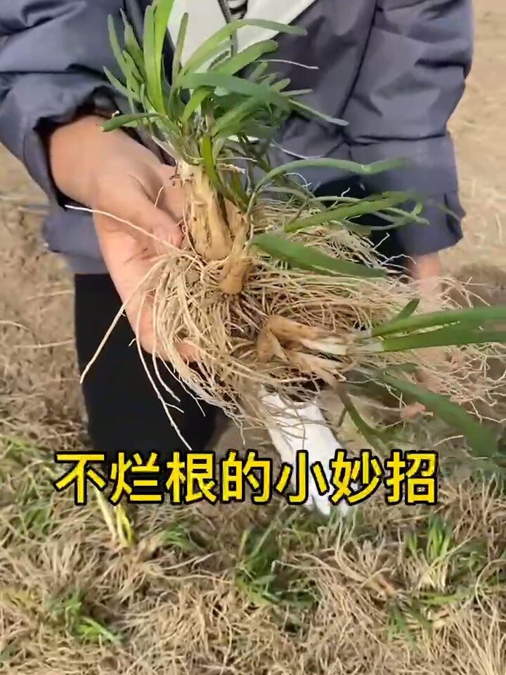 分享一个韭菜不生蛆,不烂根的小妙招