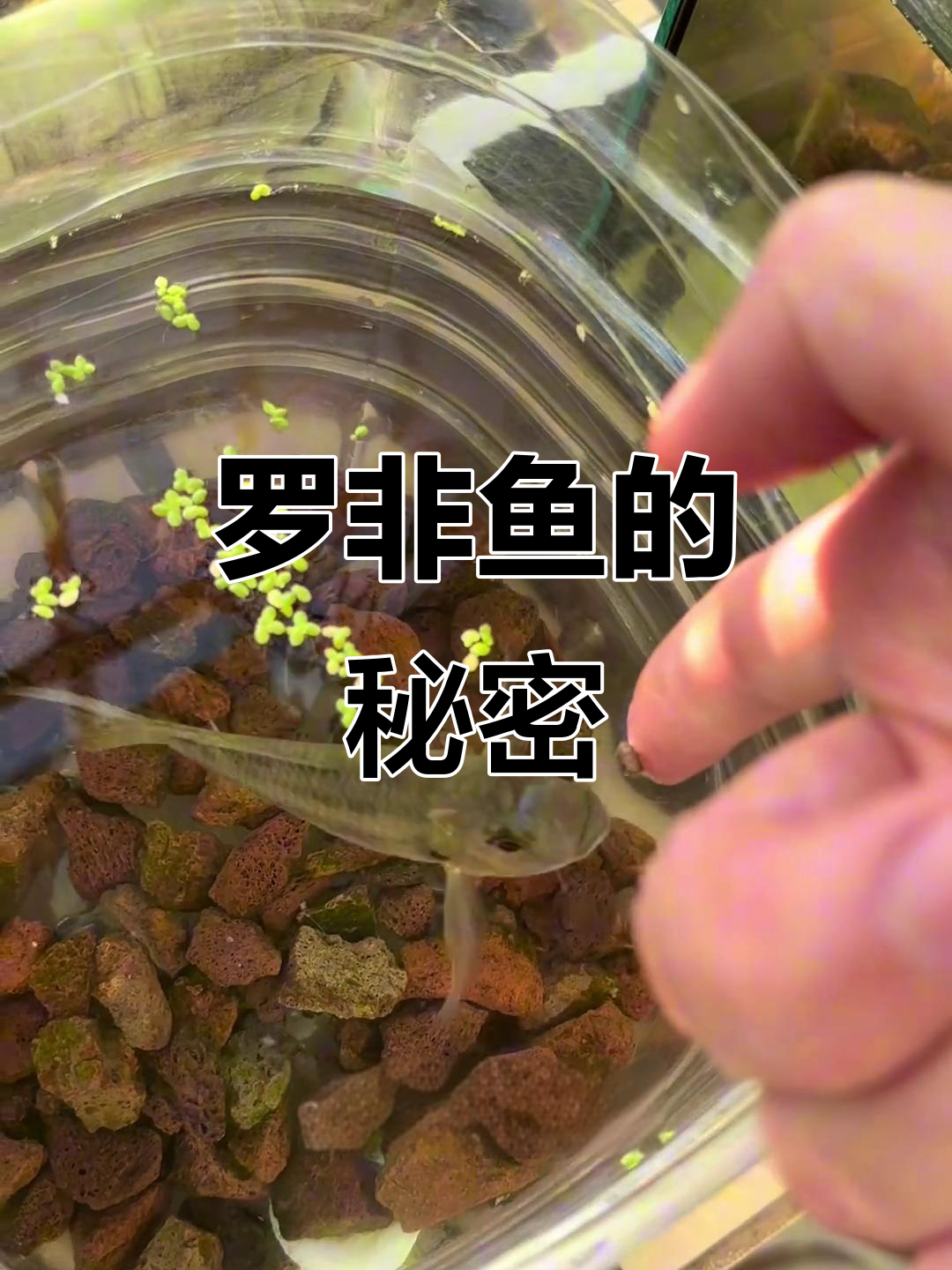 两年罗非鱼没长,其实它吃得不少,偶尔还能吃到小虫子呢!