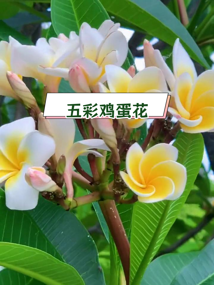 不同颜色的鸡蛋花,经过几年才收集齐全