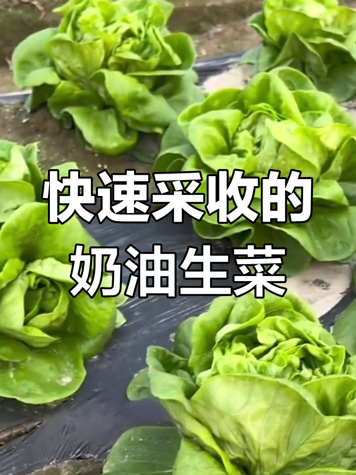 奶油生菜:阳台小院都能种,脆嫩甘甜超适合凉拌