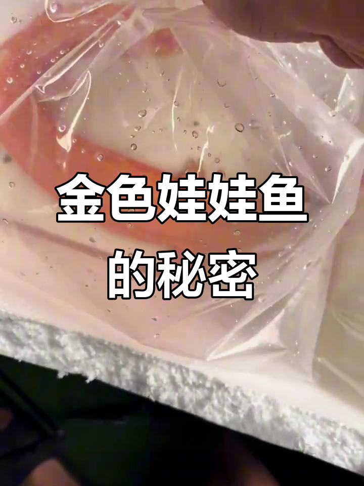 人工养殖金色娃娃鱼,万分之一的奇迹