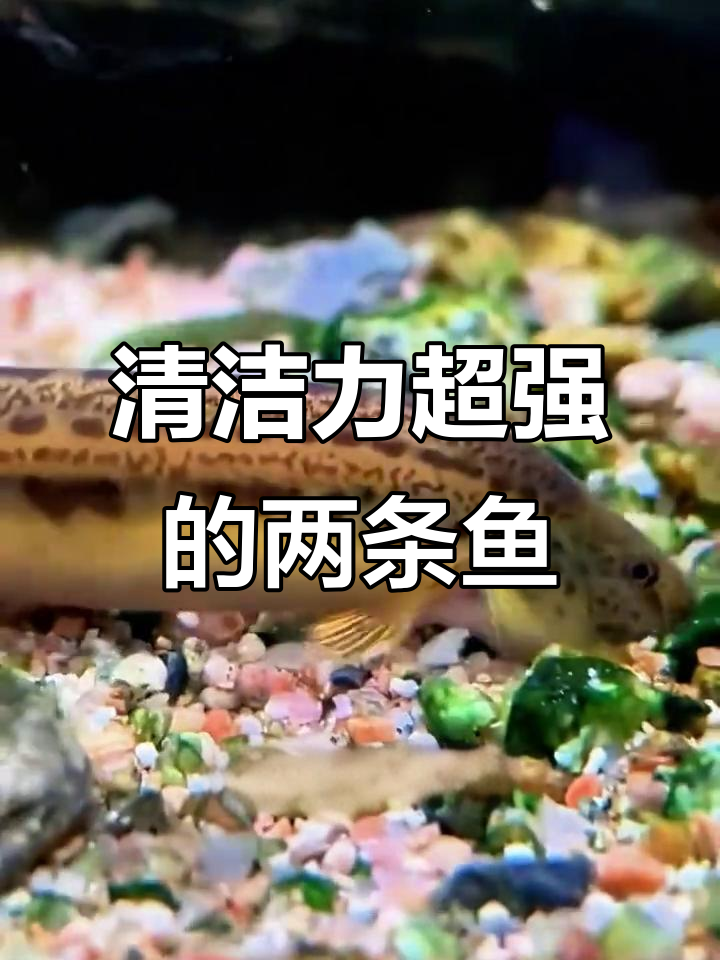 这两条鱼比吸尘器还强，轻松清理水缸里的杂物
