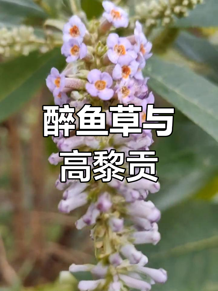高黎贡山醉鱼草的独特魅力