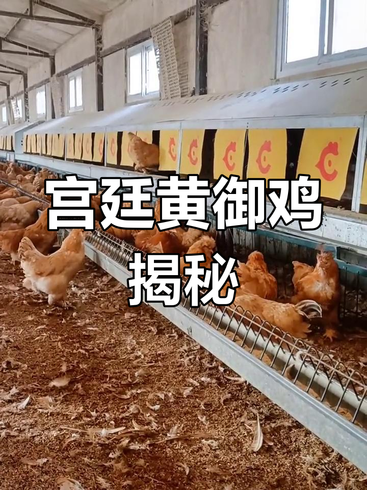 北京油鸡的独特魅力:凤冠、胡须与产蛋箱