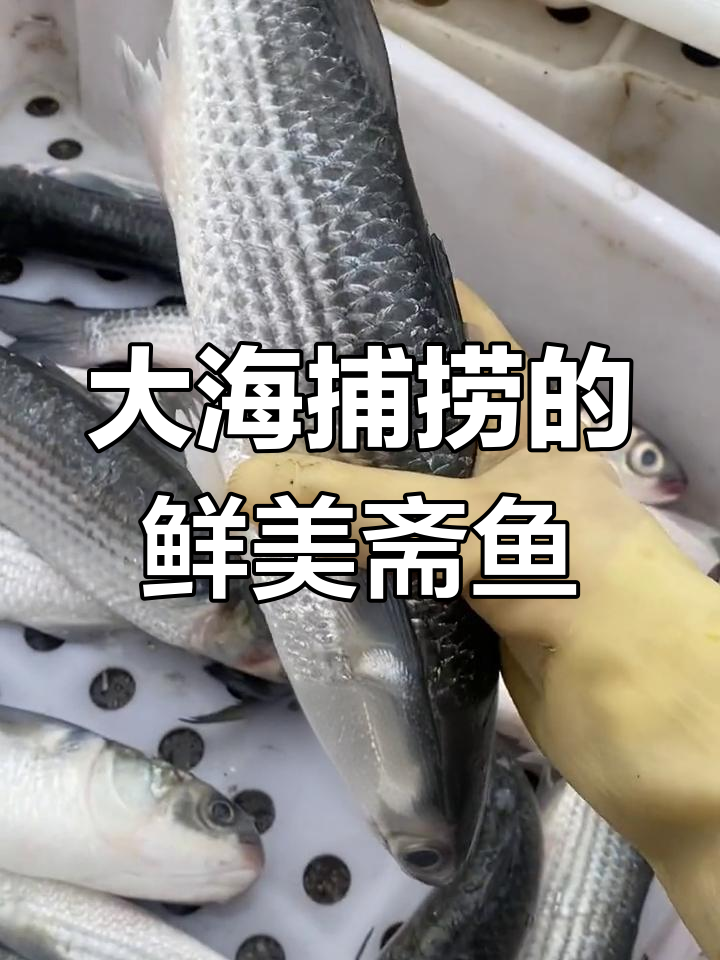 北海海鲜:鲚鱼多种做法,清蒸、红烧皆宜