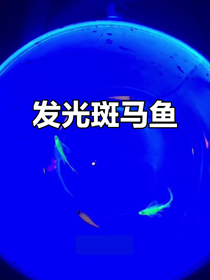 基因改造斑马鱼,荧光效果惊艳水族箱