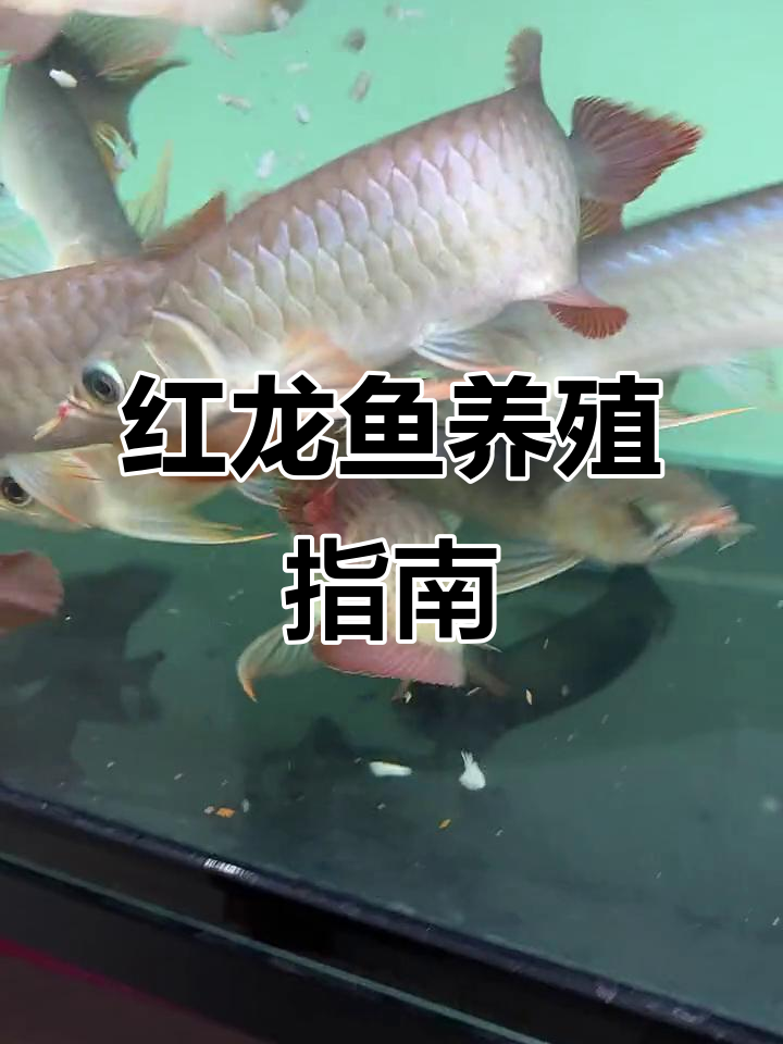印尼红龙鱼混养技巧,尺寸24-28完美搭配