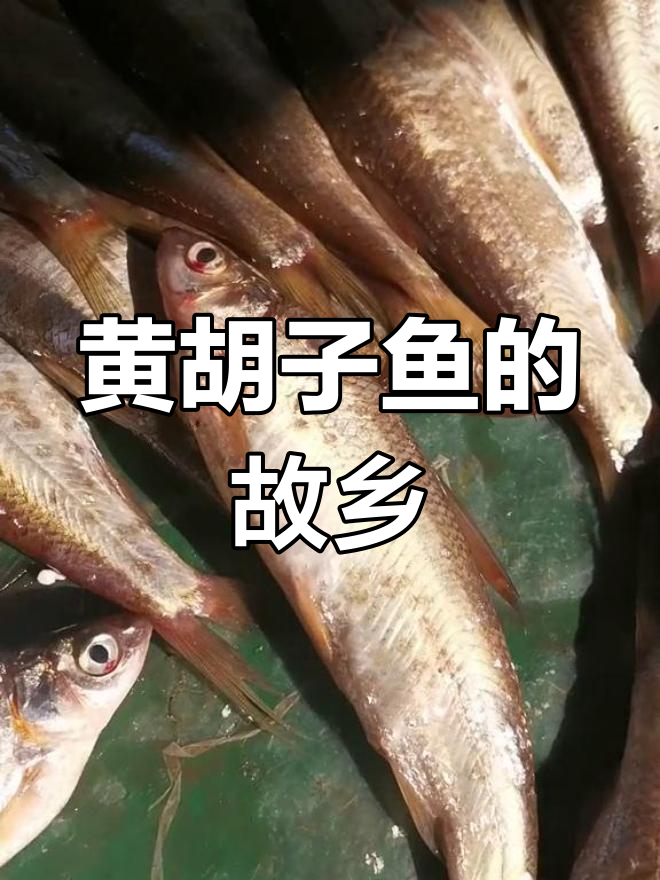 黑龙江特产黄姑鱼,鲜美珍贵