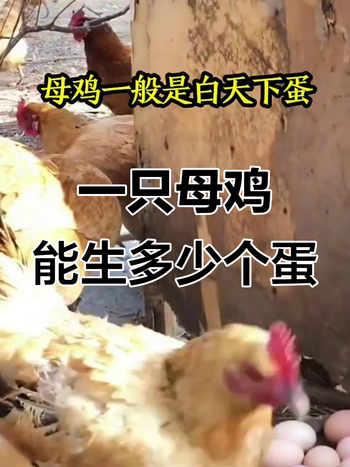 母鸡一生能下多少蛋?揭秘产蛋周期和数量