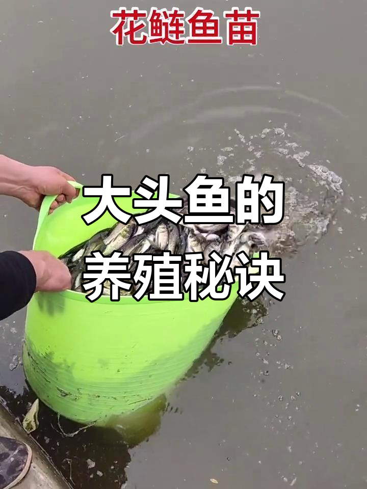 大头鱼吃蜉蝣，合理投放鸡粪，轻松长到5斤！