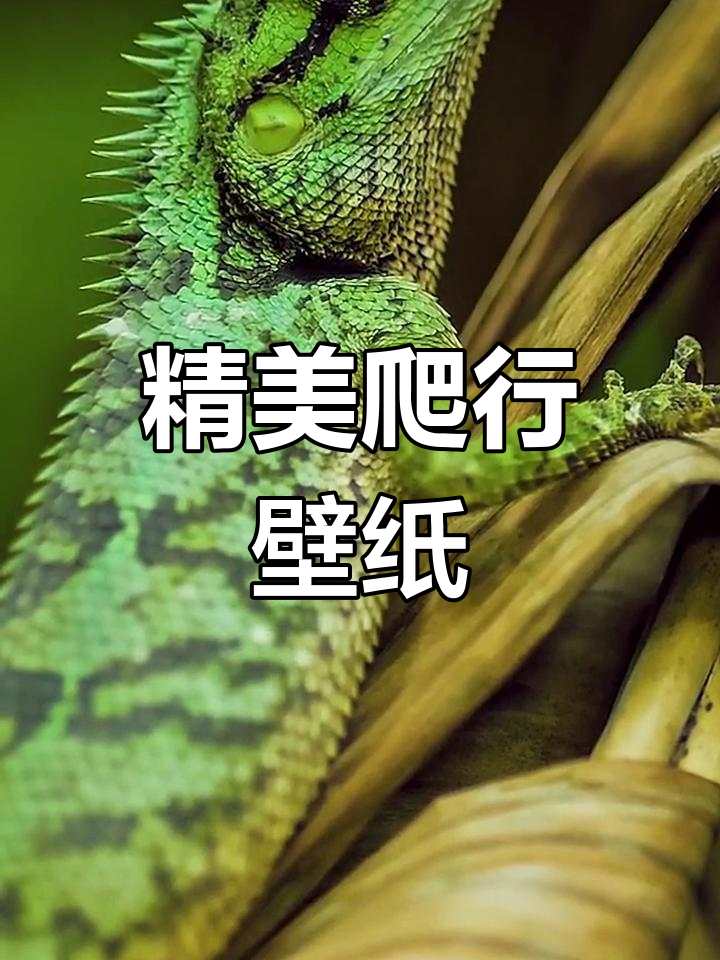 高清爬行动物壁纸,蜥蜴与蛇的完美组合