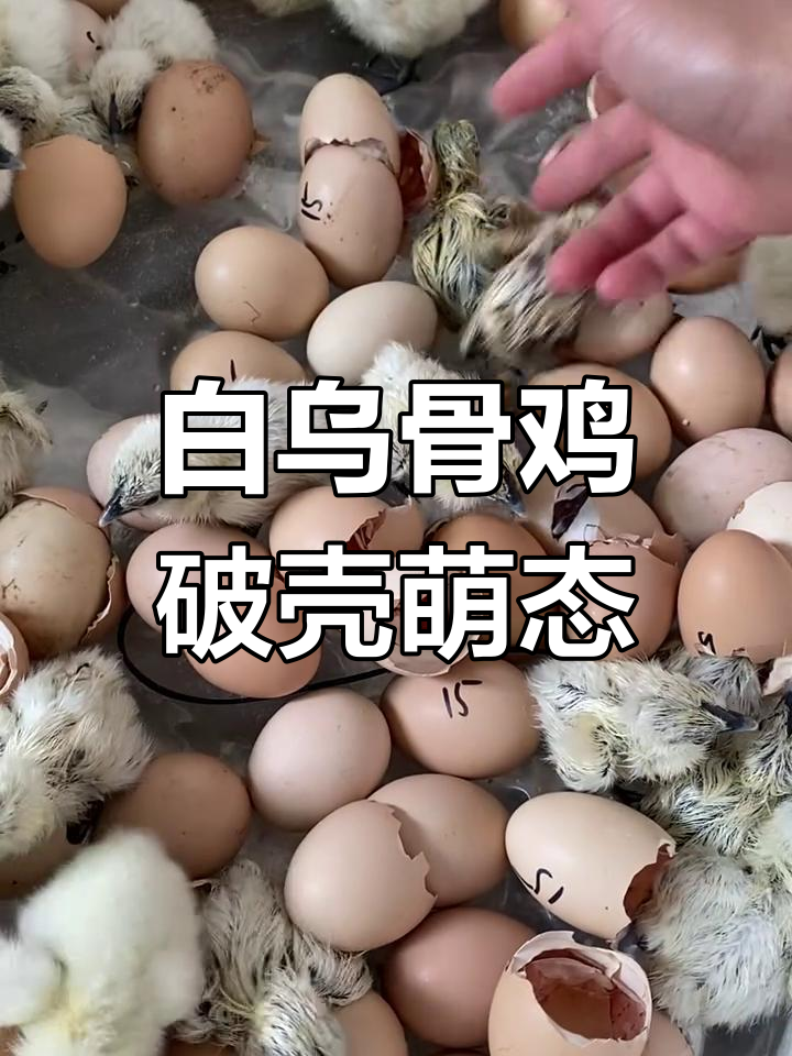刚出壳的江山白乌骨鸡,毛还没干就超可爱