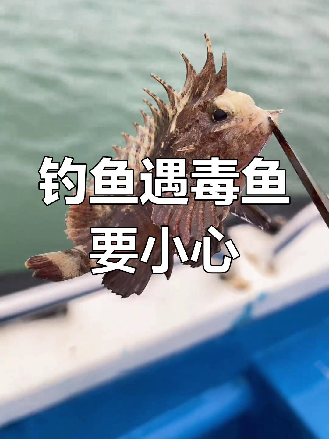 海钓时遇到这些有毒鱼类,千万别碰!被刺到痛得认不出
