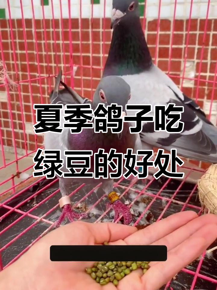 夏季给鸽子降暑,绿豆汤和饲料搭配最有效