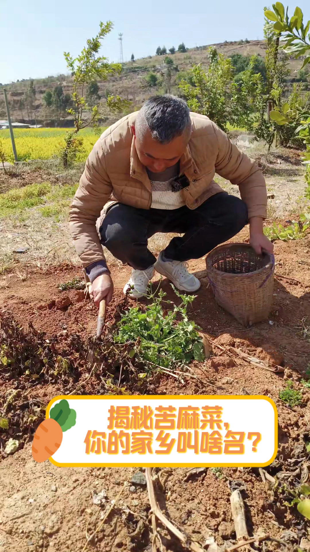 揭秘苦麻菜,你的家乡叫啥名?