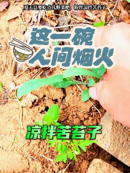 一种最常见的野菜,苦苔!热水淖一下凉拌,口味微苦,非常爽口