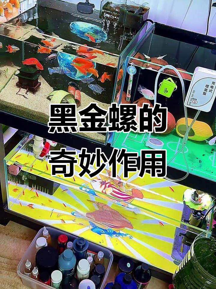 迷你鹦鹉与三湖慈鲷争斗，黑金刚螺成最佳调解者