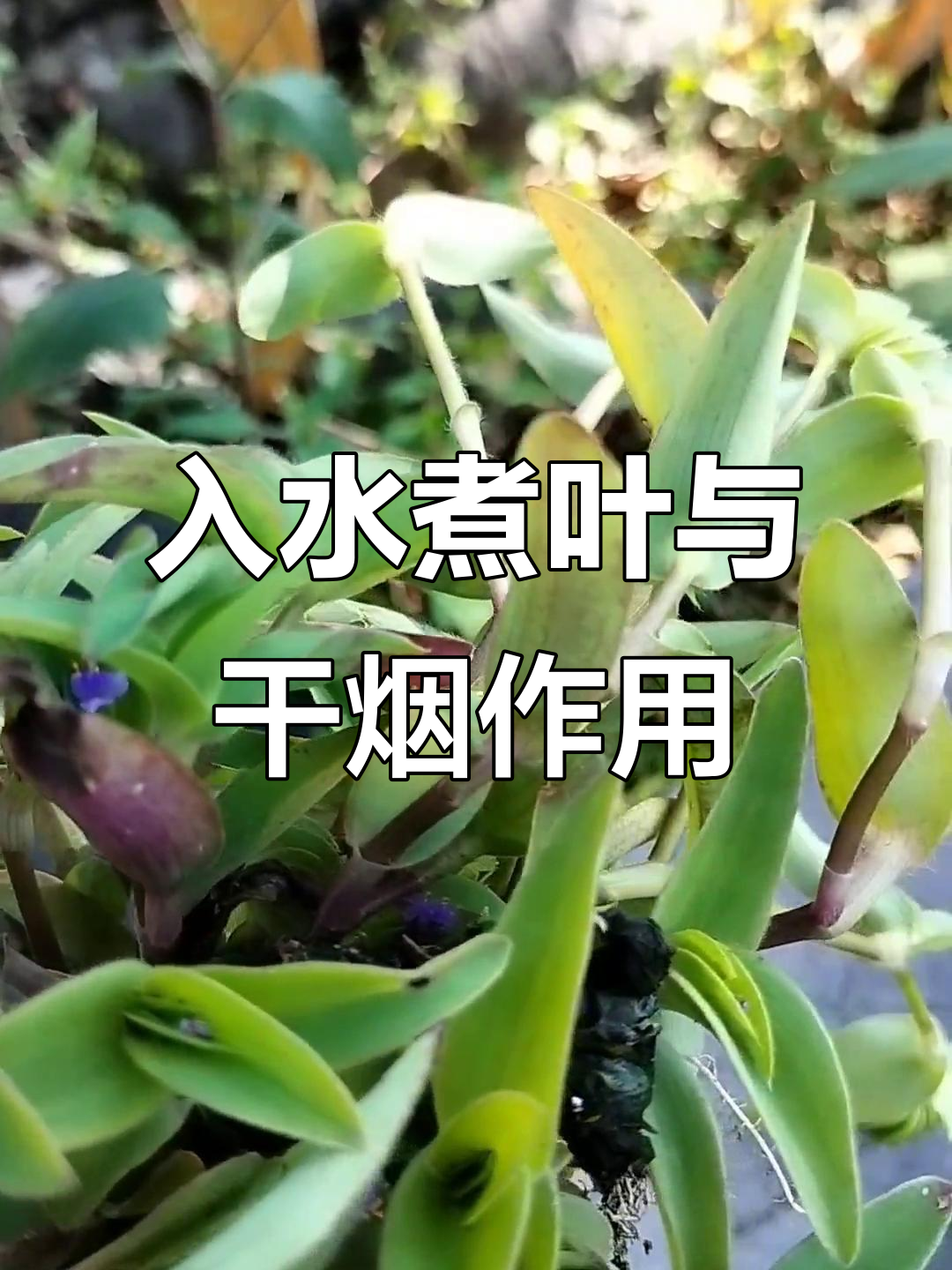 竹叶菜:农村的神奇植物,清热解毒又止血