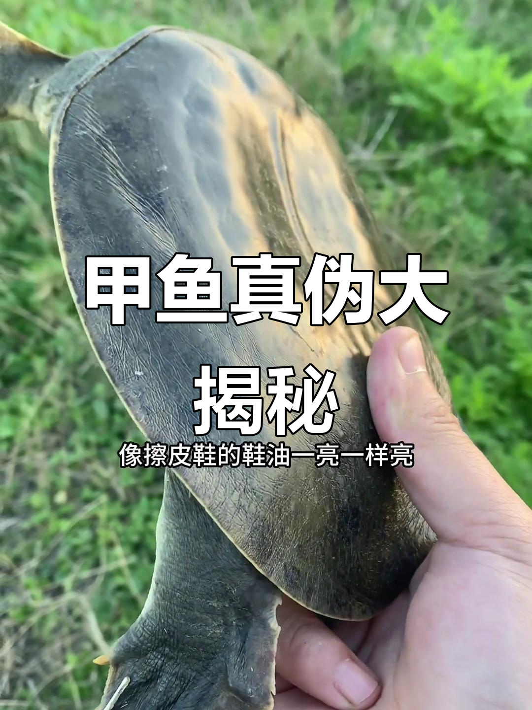 野生甲鱼真假辨别,你敢挑战吗?